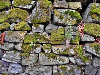 Rustic Stone Wall Texture with Vibrant Green Moss, Lichen Patches and Dried Leaves image