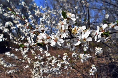 Delicate White Blossoms on Branch in Early Spring Sunlight image