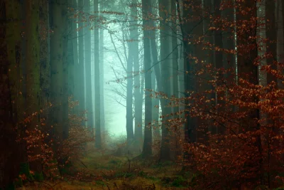 Mysterious Forest Pathway Golden Autumn Fog image