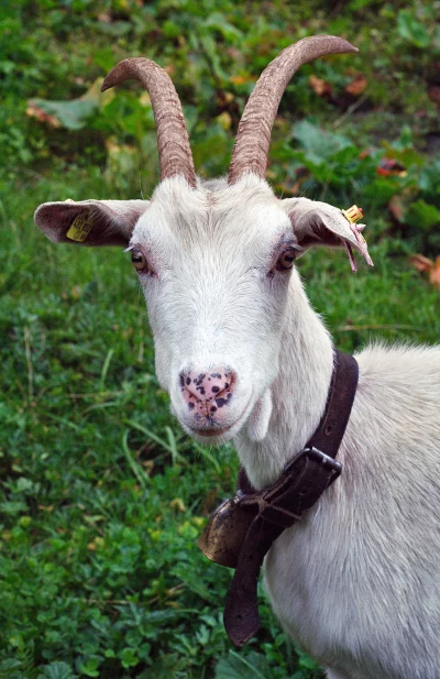 Close-up Portrait of a White Goat with Curved Horns and a Bell Collar in Nature image