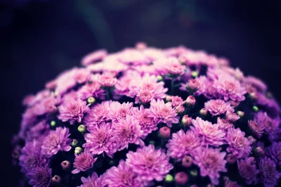 Vibrant Pink and Purple Chrysanthemums Blooming with Soft Focus Dark Background image
