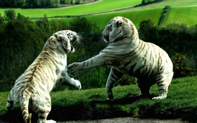 Magnificent White Tigers Playfully Engage in a Dynamic Interaction on a Lush Green Landscape image