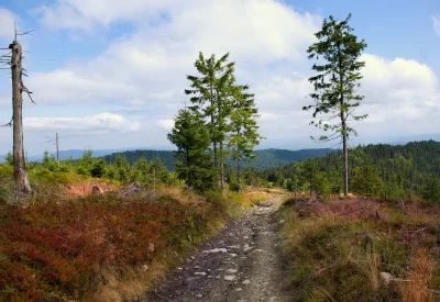 Rocky Mountain Trail Winding Through Evergreen Forest Under Cloudy Sky image