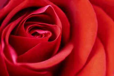 Detailed Red Rose Blossom with Velvety Petals Macro Photography image