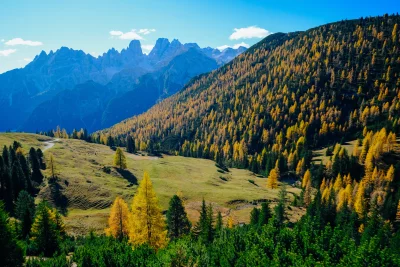Golden Larch Trees Adorning Alpine Mountains in Autumn Sunshine image