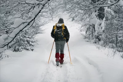 Skier Trekking Through a Serene Snow-Covered Winter Forest Trail image