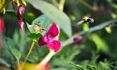Vibrant Bumblebee Flying Towards Pink Flower for Pollination in Nature image