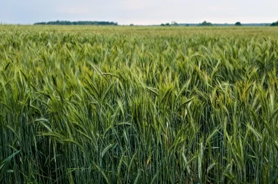 Lush Green Wheat Field with Dew Drops in Rural Countryside image
