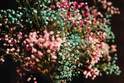 Delicate Pink Blue Gypsophila Blossoms Macro Photography image