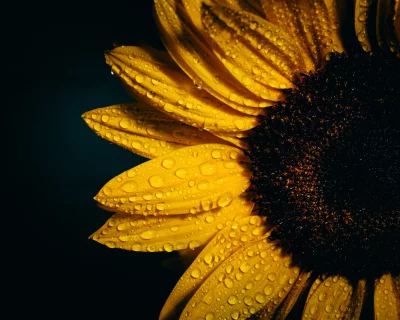 Fresh Sunflower Petals Adorned with Dewdrops Macro Photography image