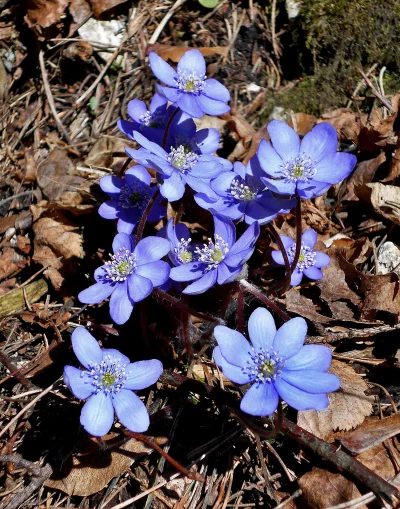 Beautiful Wild Blue Hepatica Flowers Emerging in Early Spring Forest image