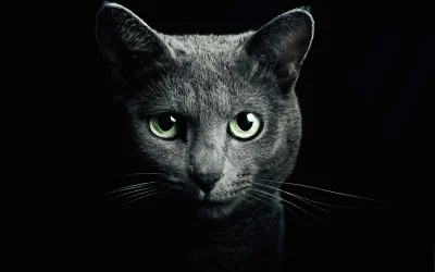 Intense Portrait of a Sleek Grey Cat with Piercing Green Eyes on Dark Background image