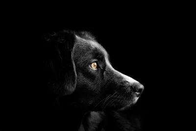 Black Dog Profile with Golden Eye: Intense Canine Gaze on Dark Background image