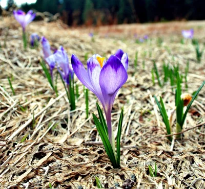 Vibrant Purple Crocus Blossom Emerging in a Field of Dried Winter Grass image