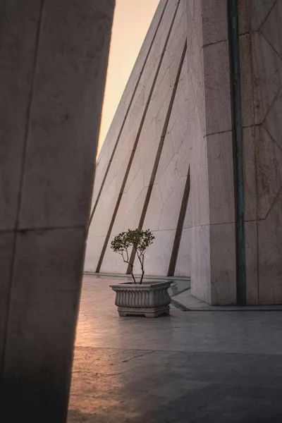 Lone tree in a geometric stone planter bathed in sunset light
