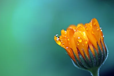 Luminous Orange Marigold Bud with Sparkling Dewdrops on Teal Background image