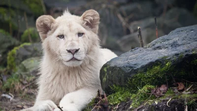 Majestic White Lion Cub Portrait in Serene Natural Habitat with Piercing Gaze image