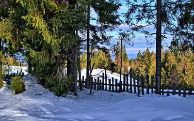 Picturesque Winter Forest Scenery with Snow, Pine Trees, and Rustic Wooden Fence image