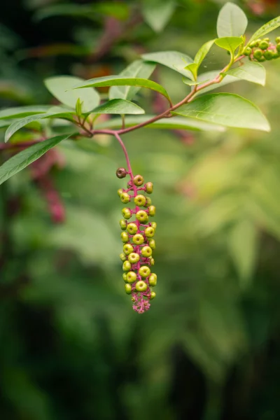 Vibrant Green Berries Adorning a Plant Stem in Lush Nature's Embrace
