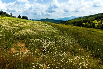 Vast Daisy Meadow in Lush Green Mountain Valley Landscape image