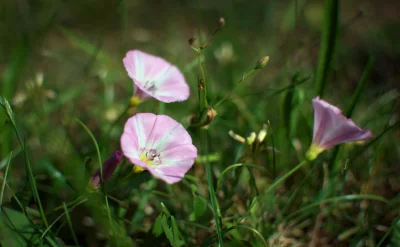 Delicate Pink and White Trumpet Flowers in Lush Green Grass image