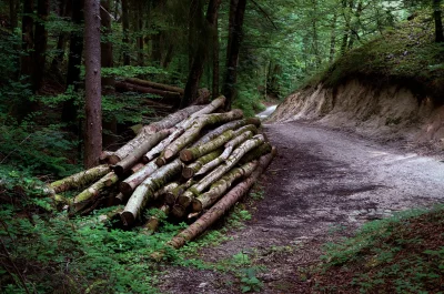 Woodland Path with Mossy Logs, Dense Forest, and Natural Hillside image