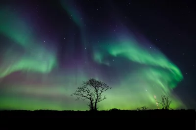 Vibrant Aurora Borealis Illuminating Starry Night Sky Over Lone Tree image