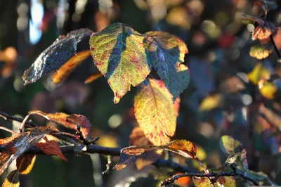 Sunlit Autumn Leaves with Glistening Water Droplets on Branch image