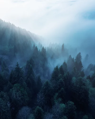 Misty Forest Mountain Landscape with Sunbeams and Coniferous Trees image