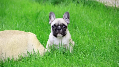 Adorable French Bulldog Puppy with Unique Ear Markings Posing in Green Grass image