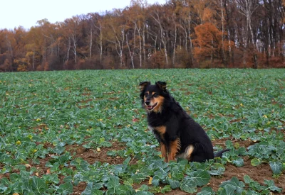 Loyal Black and Brown Dog Sitting in Lush Green Autumn Field image