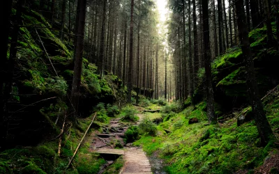 Mysterious Forest Pathway with Mossy Rocks and Sunlight filtering through Tall Trees image