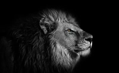 Majestic Lion Profile with Intense Golden Eye on Deep Black Background image