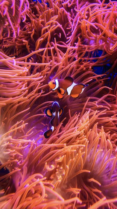 Vibrant Clownfish Swim Through Glowing Coral Reef Ecosystem