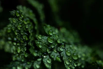 Macro Water Drops on Lush Green Fern Fronds image