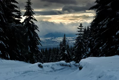 Dramatic Snowy Mountain Path Through Dark Evergreen Forest at Cloudy Sunrise image