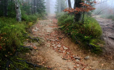 Misty Autumn Forest Path with Rocky Ground and Vibrant Fall Foliage image