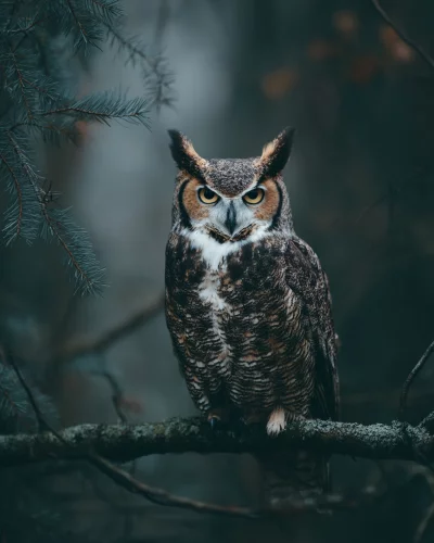 Majestic Great Horned Owl Perched on Tree Branch with Piercing Yellow Eyes