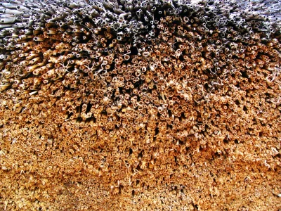 Detailed View of Weathered Reed Stalks Forming a Traditional Thatch Roof Surface image