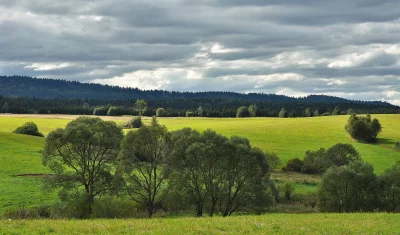 Vast Green Meadows and Dark Forest Under Dramatic Overcast Sky Landscape image