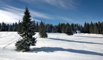 Serene Winter Landscape with Snow-Covered Fir Forest and Ski Tracks on a Sunny Day image