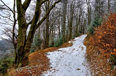 Tranquil Winter Wonderland Forest with Icy Trees and Winding Snow Covered Path image