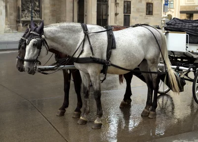 Elegant Dappled Grey Horses Pulling Historic Carriage on Wet European Street image