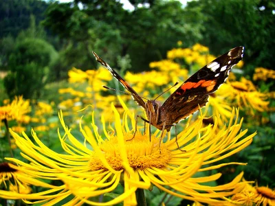 Macro shot capturing a colorful butterfly on a vibrant yellow blossom in natural habitat image