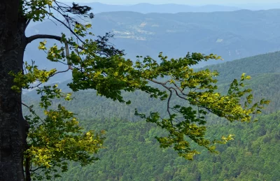 Lush Green Tree Branch Overlooking Expansive Mountain Range and Blue Sky image