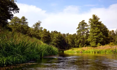Peaceful River Winding Through Lush Green Forest Landscape under Blue Sky image