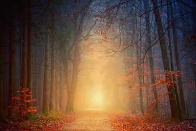 Enchanting Autumn Forest Path with Golden Mist and Vibrant Foliage image