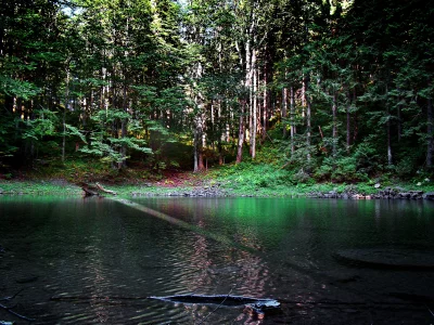 Mystical Woodland Waters Bathed in Golden Sunbeam image