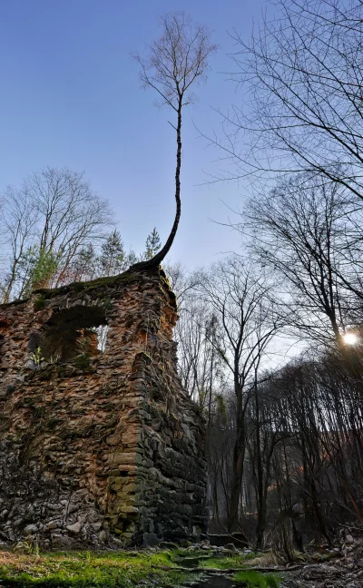 Ancient Stone Ruins with Solitary Birch Tree Against Blue Sky image