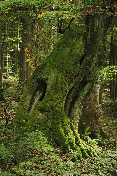 Ancient Moss-Covered Tree Trunk Flourishing in a Serene Autumn Forest image